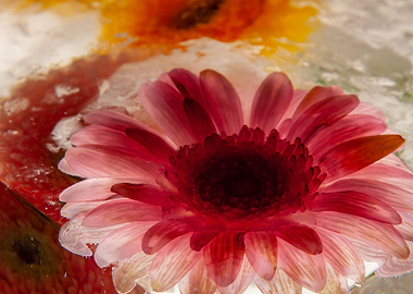 Gerbera in ice 5