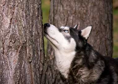 Curious Husky