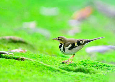 Forest Wagtail