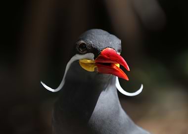 The Magnificent Mustache