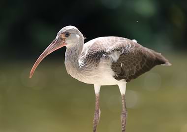 White Ibis
