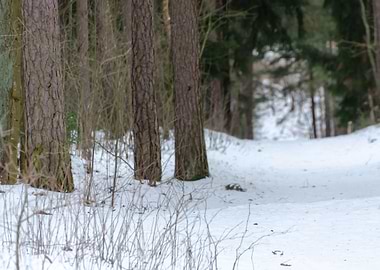 Path in forest