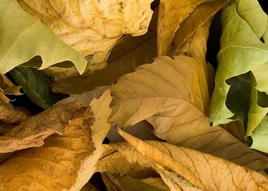 background with leaves