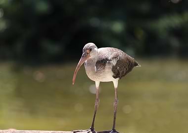 White Ibis