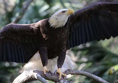The American Bald Eagle