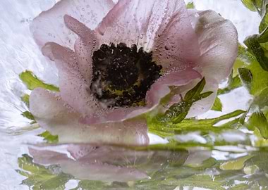 Anemone in ice 3