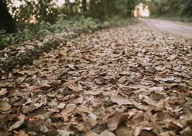 Leaves on the road