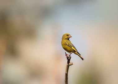 Green Finch