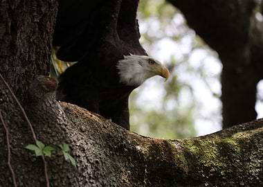 The American Bald Eagle
