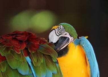 Blue and Yellow Macaw