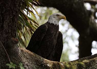 The American Bald Eagle