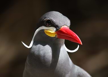 The Magnificent Mustache