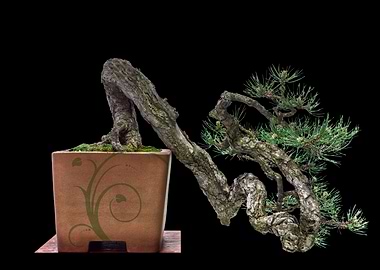 Bonsai