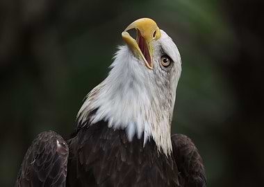 The American Bald Eagle