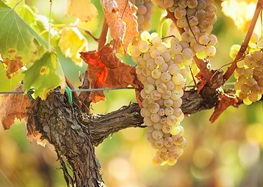 White grapes