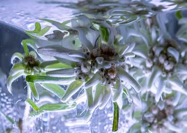 Leontopodium nivale in ice