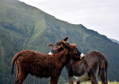 Love is in the Mountains