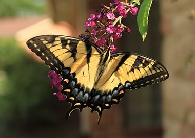 Eastern Tiger Swallowtail