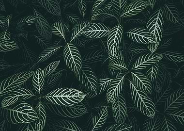 White Striped Zebra Plant