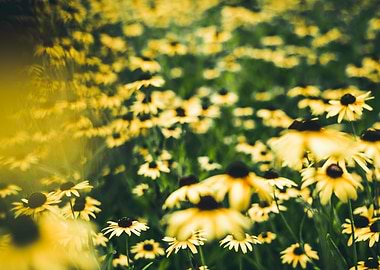 Field of Black Eyed Susans