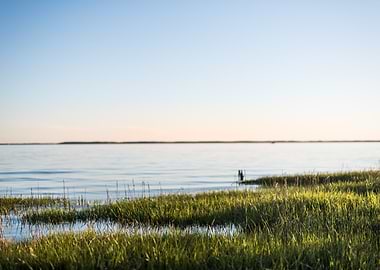 Tranquil Ocean Grass