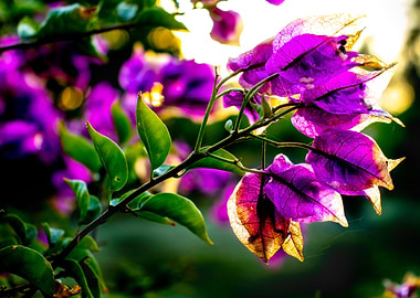 Purple Flowers
