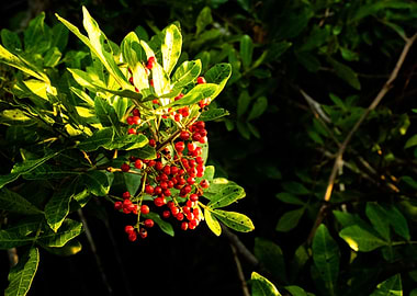 Red Berries