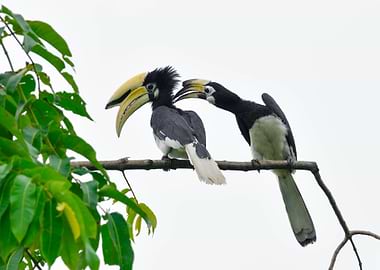 Pied Hornbill 3