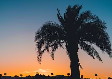 Palm Trees 39