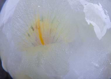 Iris in ice sphere 1