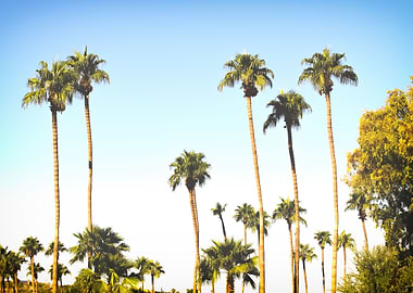 Palm Trees 68