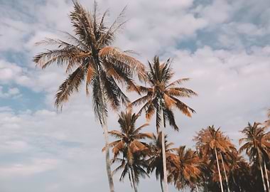 Palm Trees 9