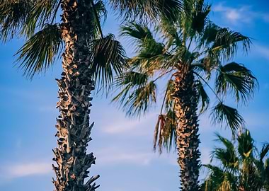 Palm Trees 3