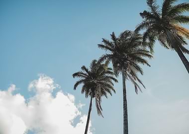 Palm Trees 42