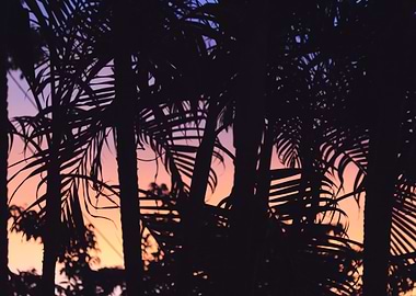 Palm Trees 49
