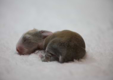Baby Bunny