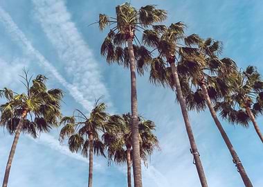 Palm Trees 24