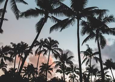Palm Trees 11