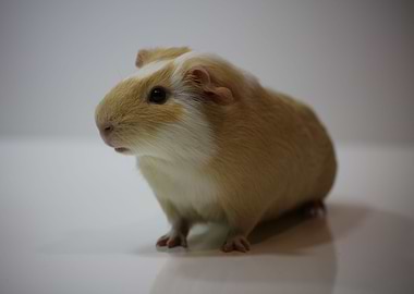 The Guinea Pig