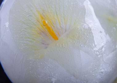 Iris in ice sphere 3