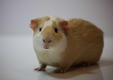 The Guinea Pig