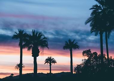 Palm Trees 36