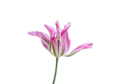 isolated tulip in bloom
