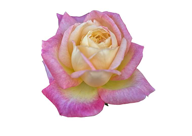 isolated roses on white