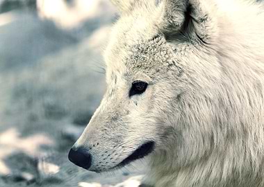 Wolf 4