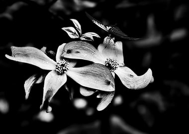 Flowers monocrome