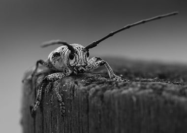 Black and white insect