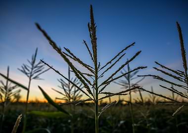 Last Corn Harvest