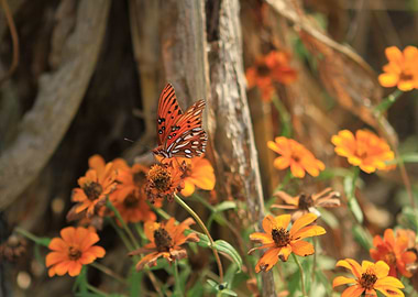 Butterfly on Flowers