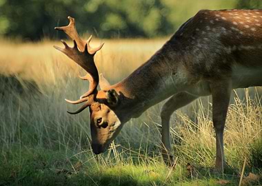 Deer
